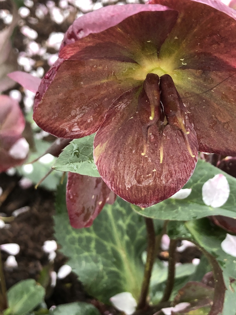 Helleborus x hybridus