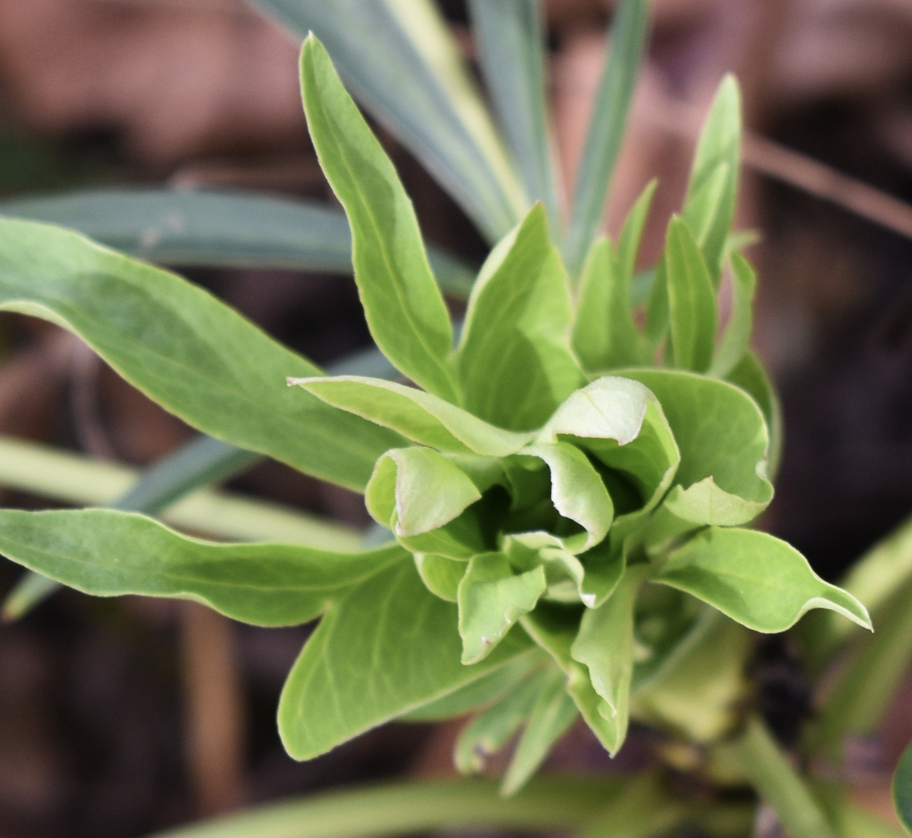 long green leaves with green petalled flower