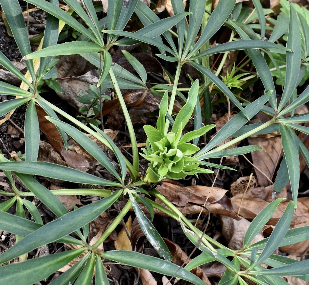 Form with spreading narrow green leaves & flower