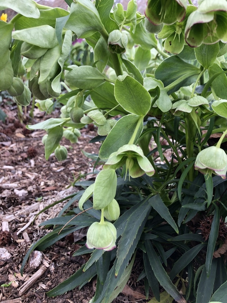 Drooping cup shaped green flowers.