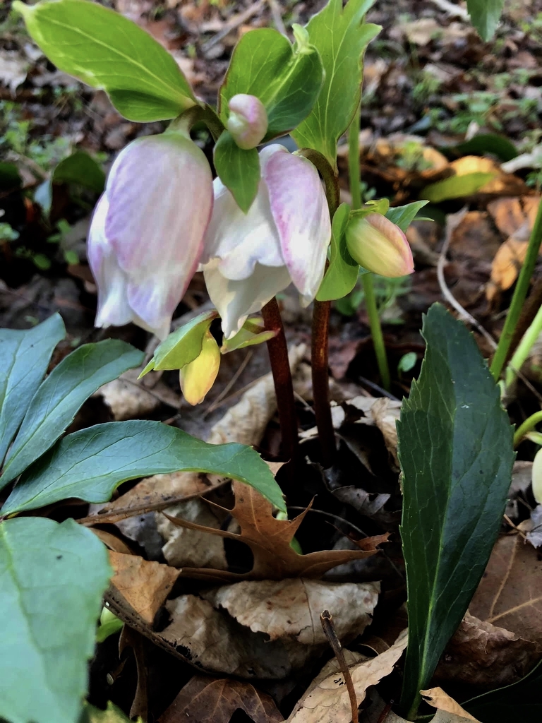 Helleborus x hybridus