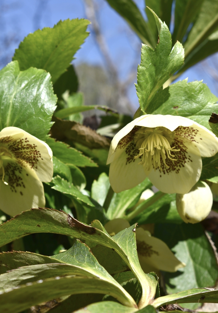 Flower - Winter - Wake Co., NC
