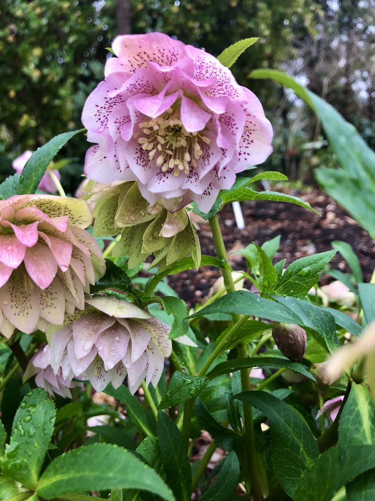 'Double Ellen Pink' Flowers Closeup - Mid March. - Wake Co., NC