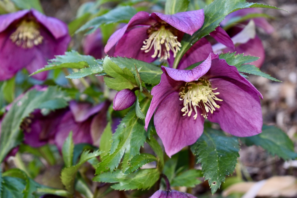 Leaves & Flower Closeup - Winter - Wake Co., NC