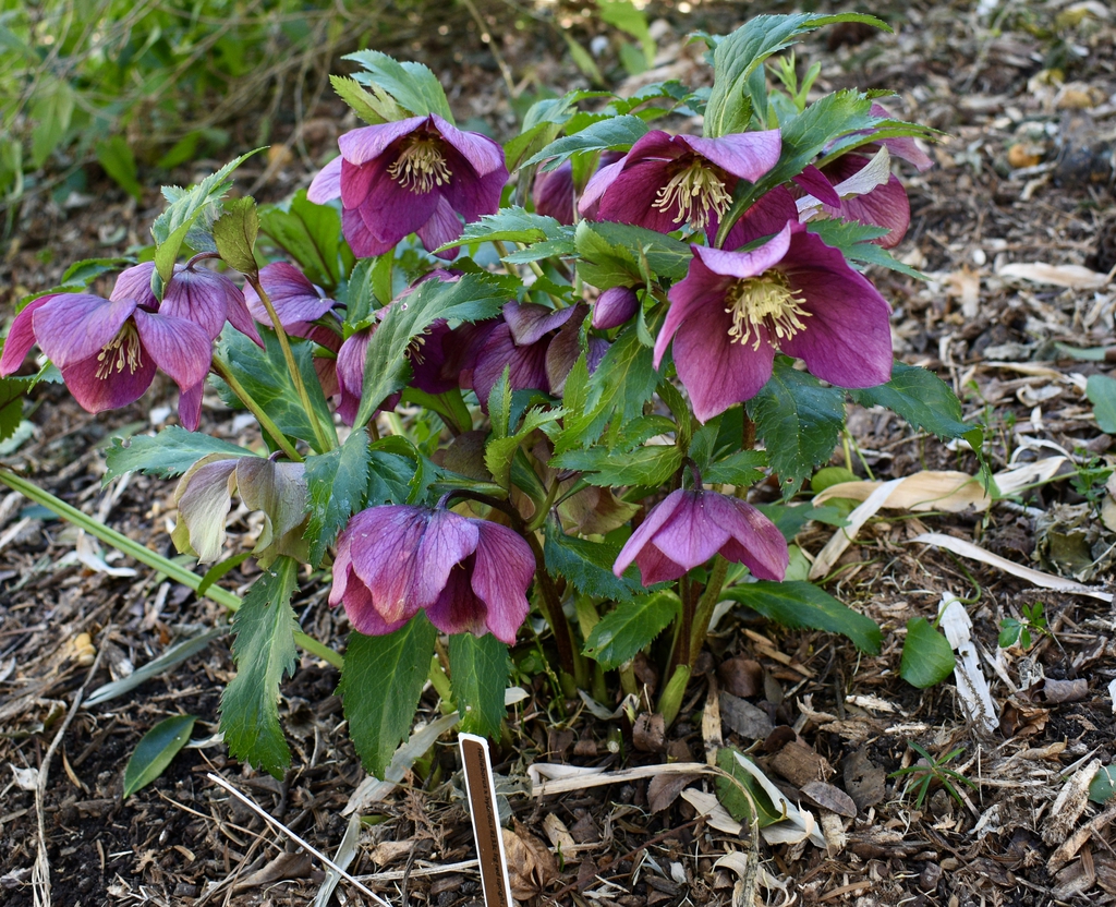 Form - Winter - Wake Co., NC