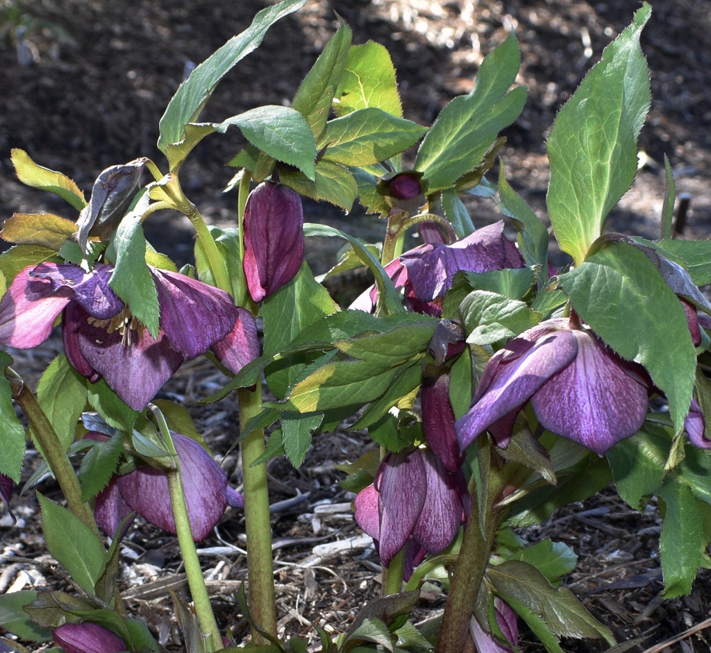 Helleborus x hybridus