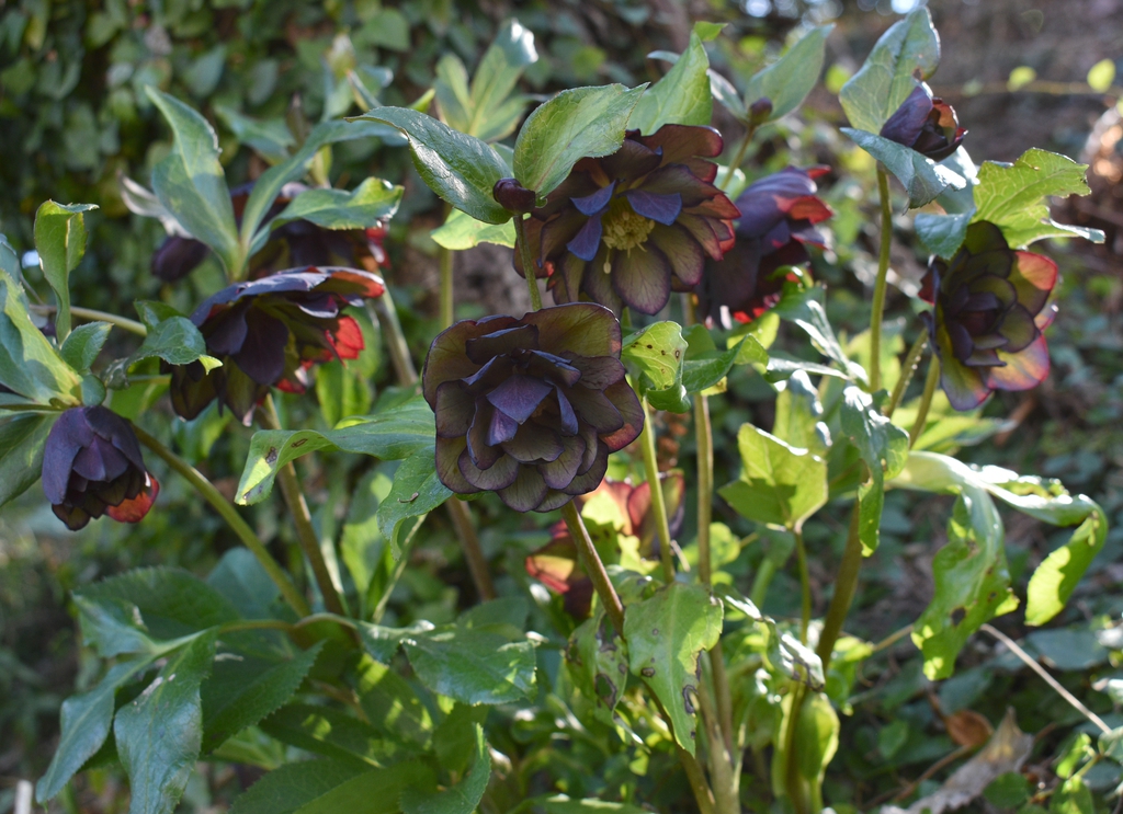 Flowers - March 3 - Wake Co., NC