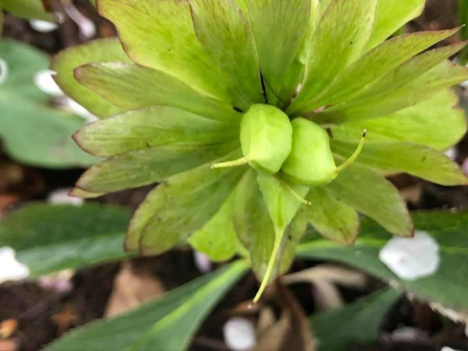 Helleborus x hybridus