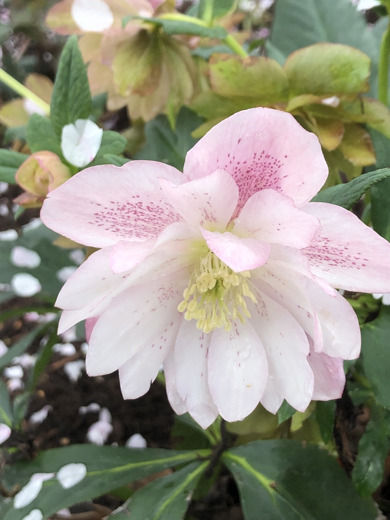 Helleborus x hybridus