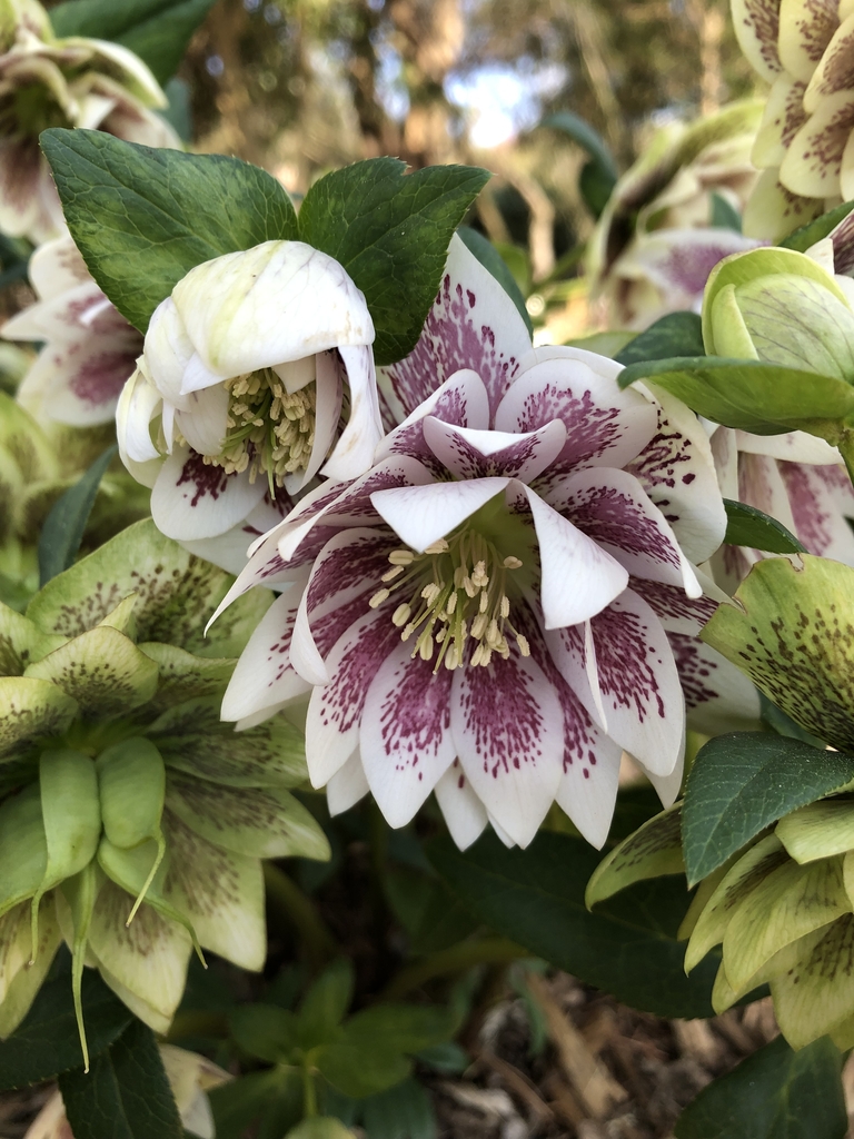 'Painted Doubles' Flowers - February - Wake Co., NC