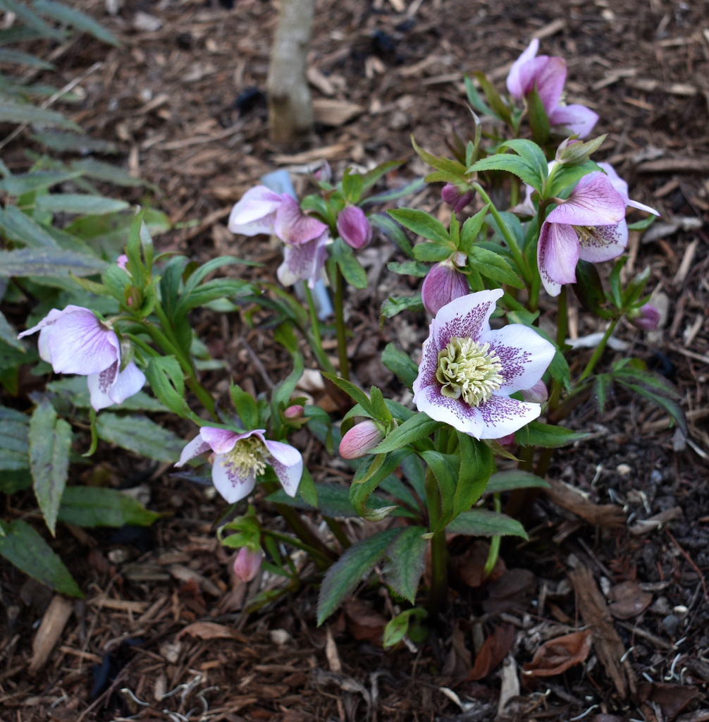 Form- Winter - Wake Co., NC