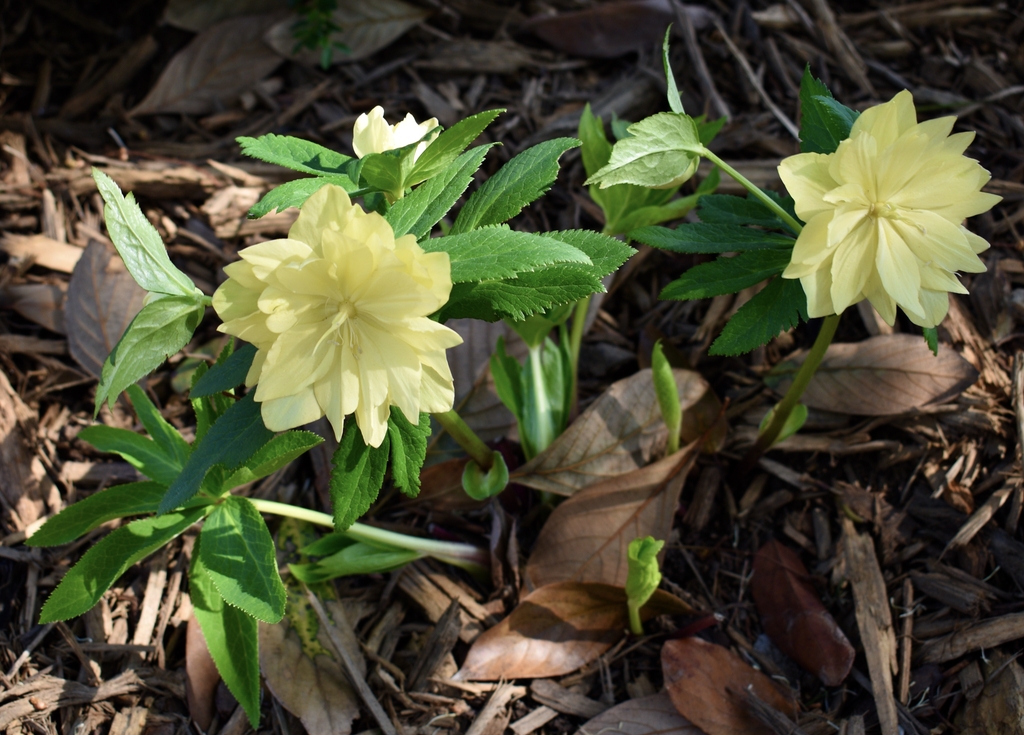 Double Flower - Form - February - Wake Co., NC