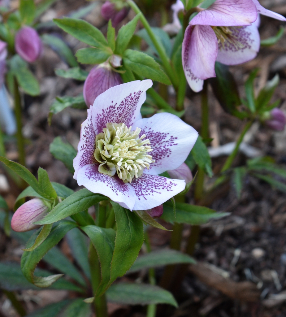 Flowers - Winter - Wake Co., NC