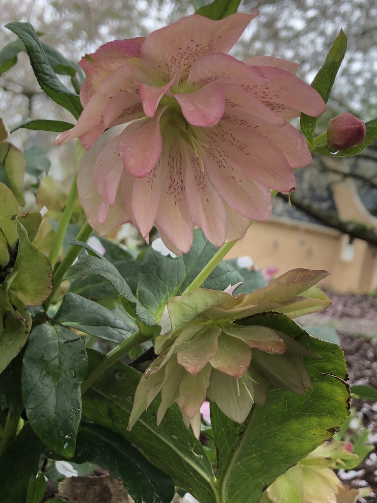 blossoms and buds, Wake County, NC