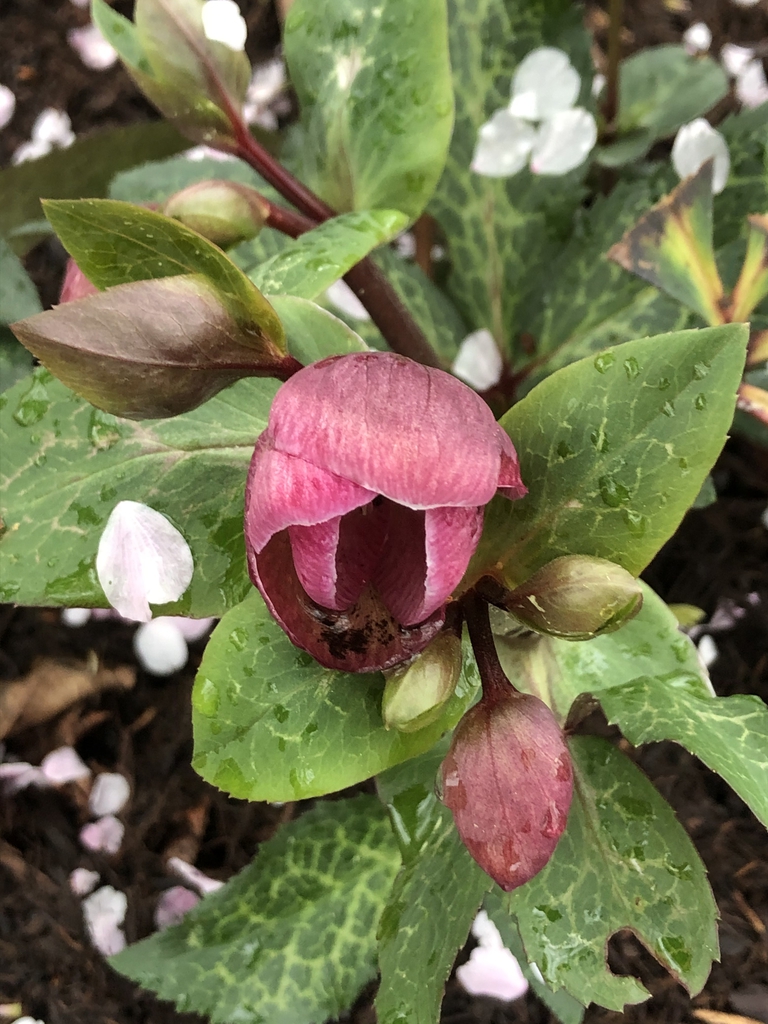 Leafy shoots bearing dark pink flowers.