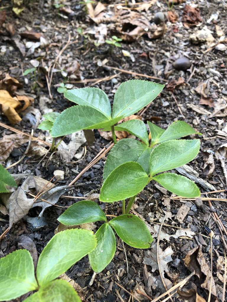 Helleborus orientalis
