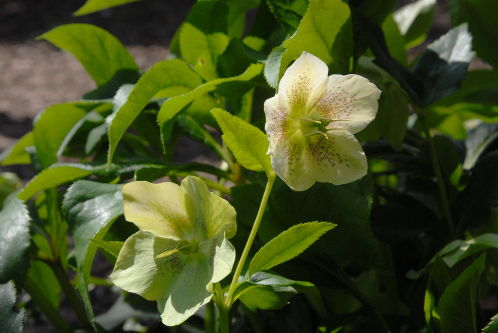Helleborus orientalis