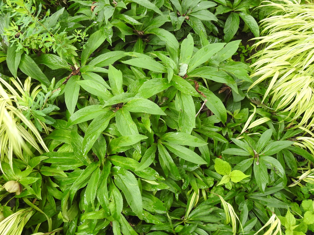 Palmately divided leaves