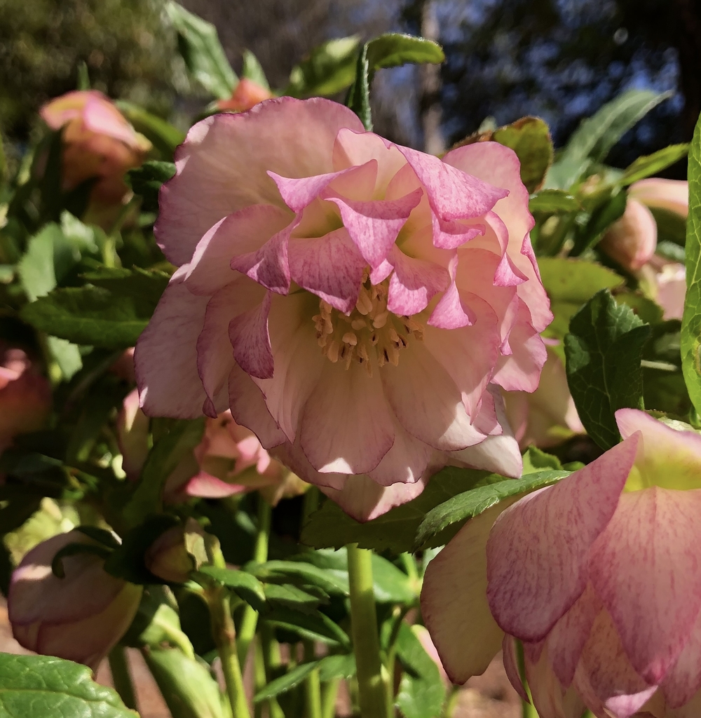 Helleborus orientalis double hellebore