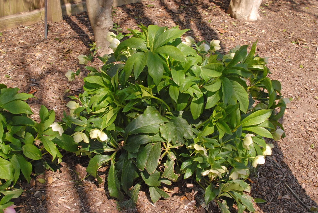 Helleborus orientalis