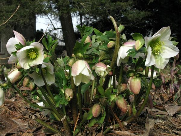 Flowers and leaves