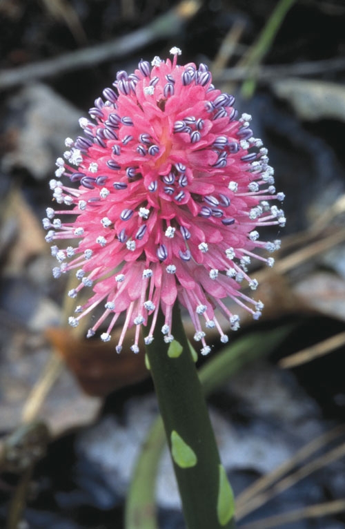 A dense spike of pink stamens and blue anthers.