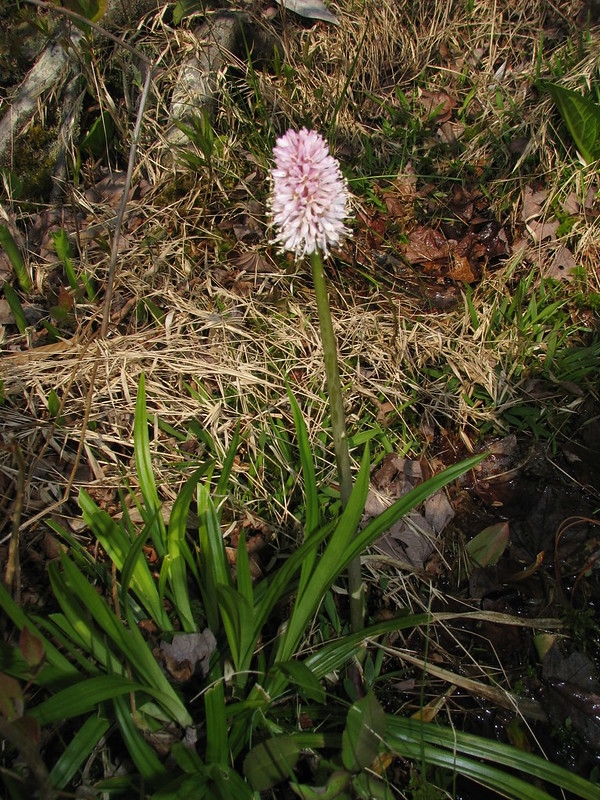 rosette of strap leaves & single erect spike of pink flowers.
