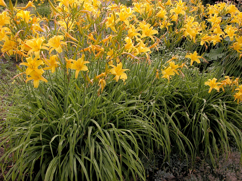 Hemerocallis
