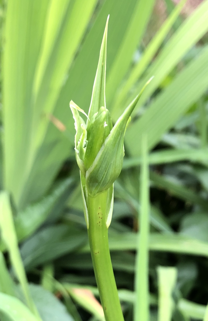 Hemerocallis