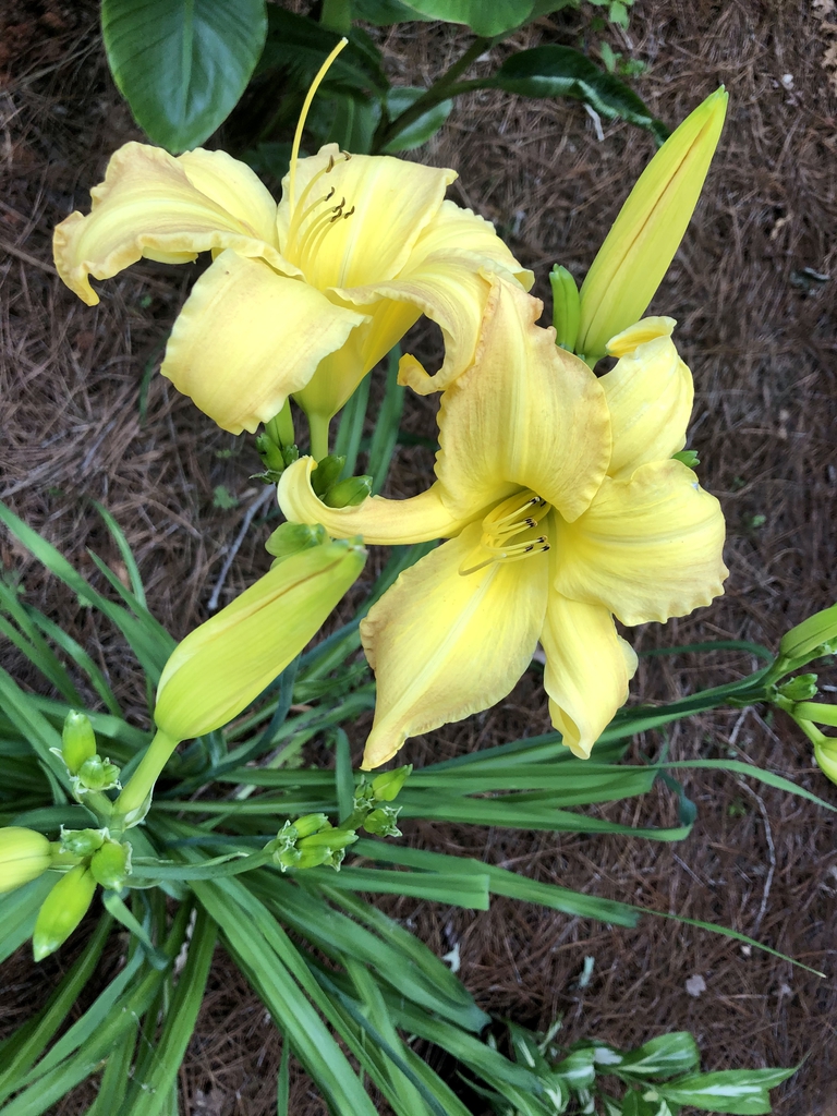 Hemerocallis