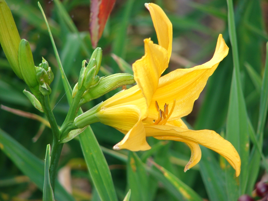 Hemerocallis