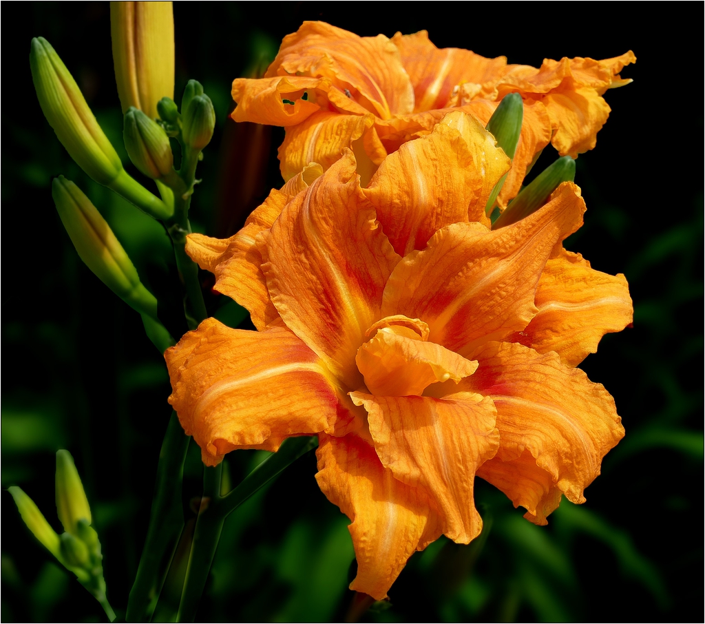 Hemerocallis