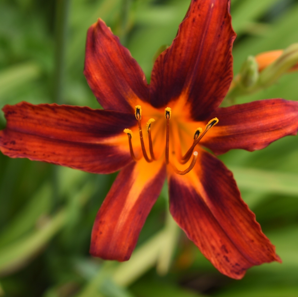 Hemerocallis