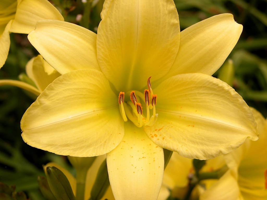 Hemerocallis