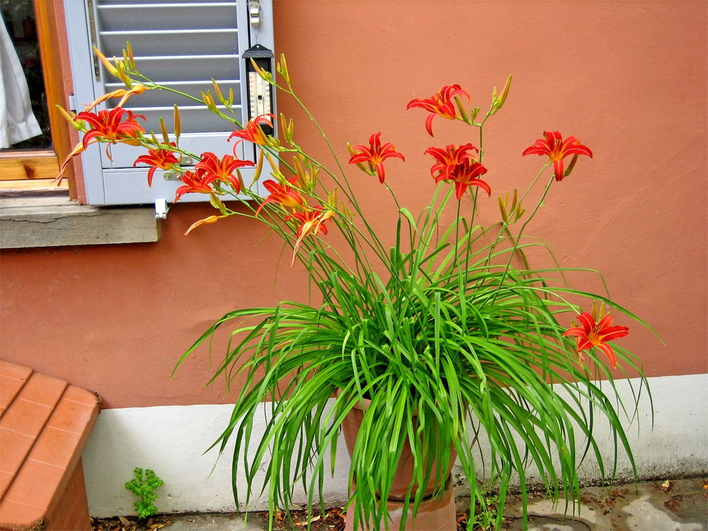 Hemerocallis