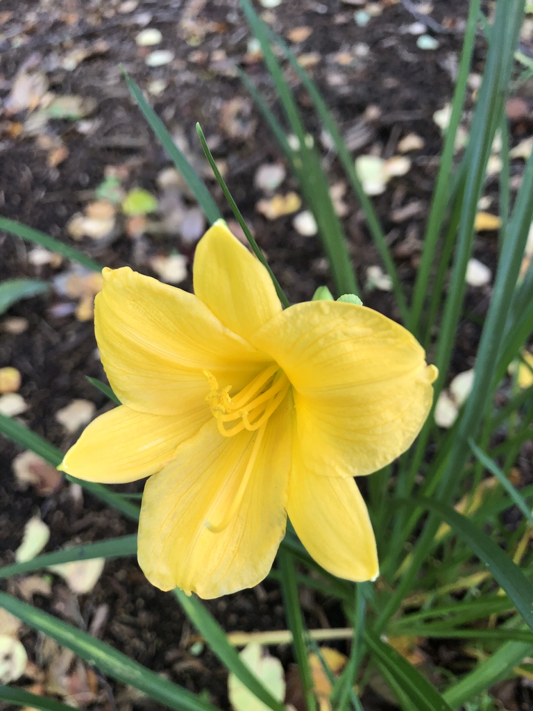 Hemerocallis