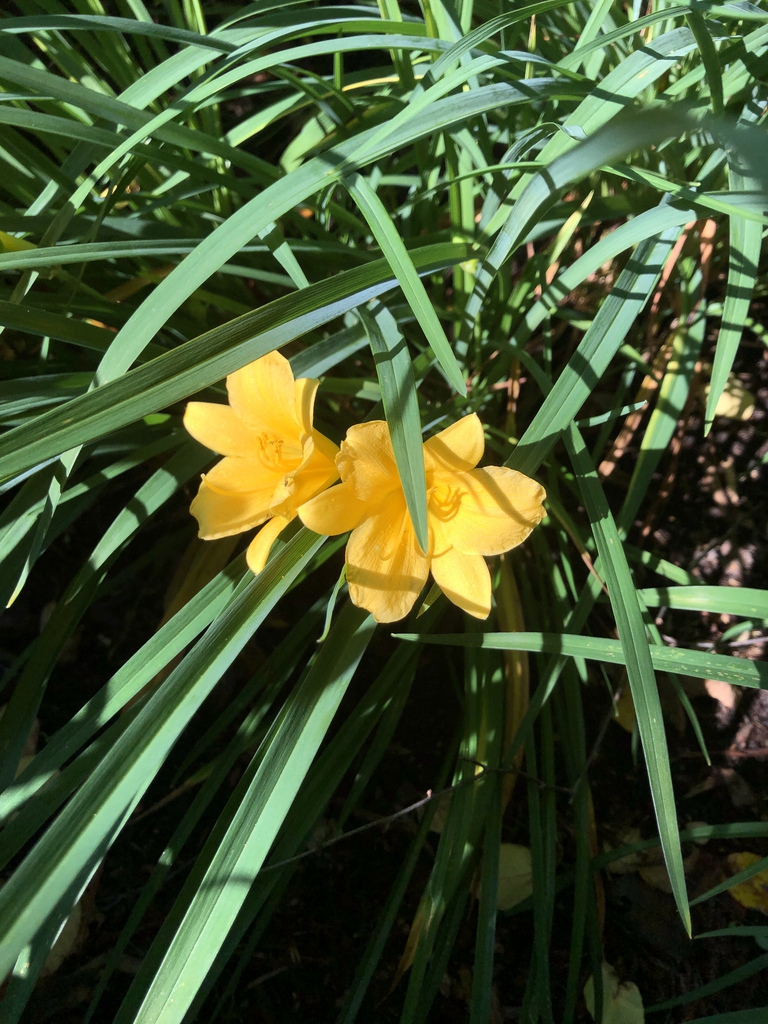 Hemerocallis