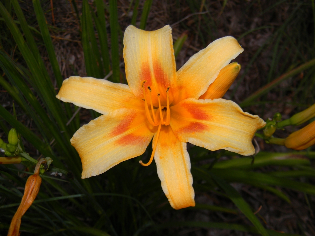 6 Petalled Flower - Summer - Buncombe Co., NC