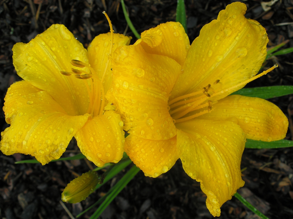 Flowers