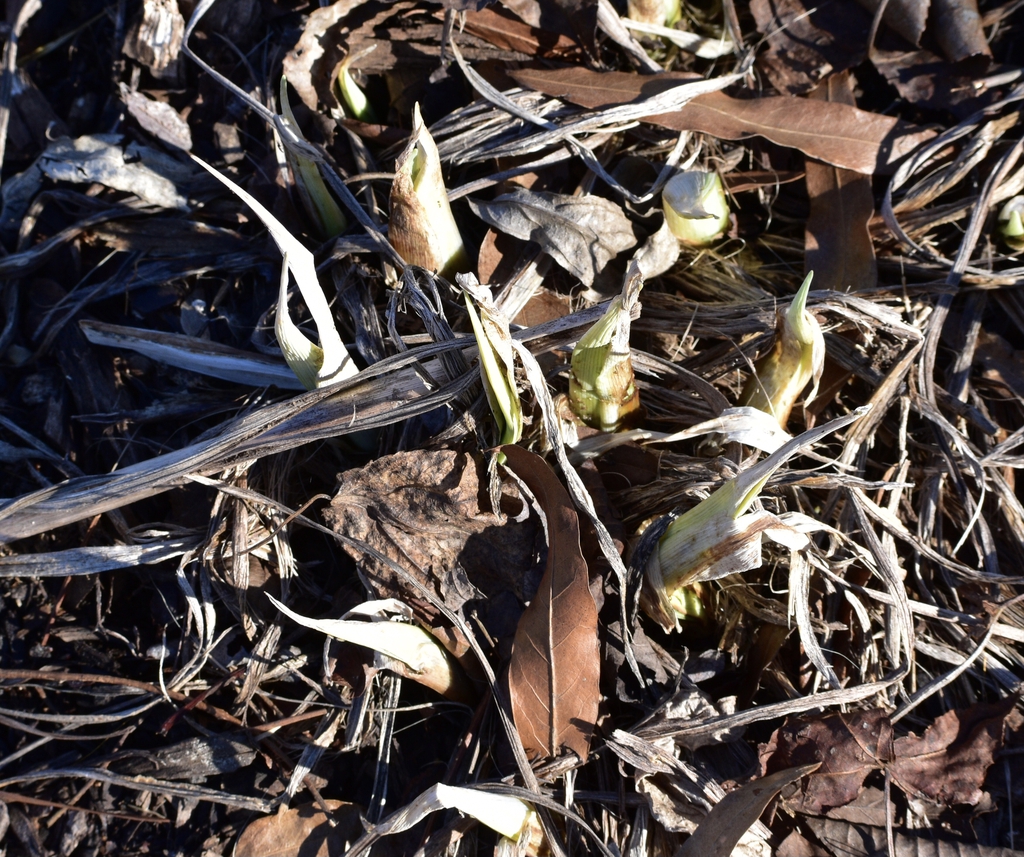 Hemerocallis