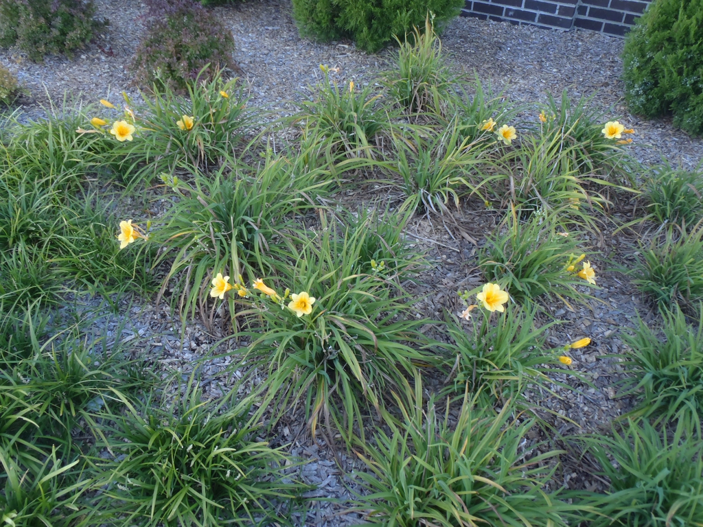 Hemerocallis