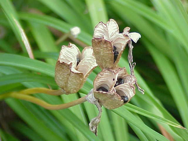 Fruit