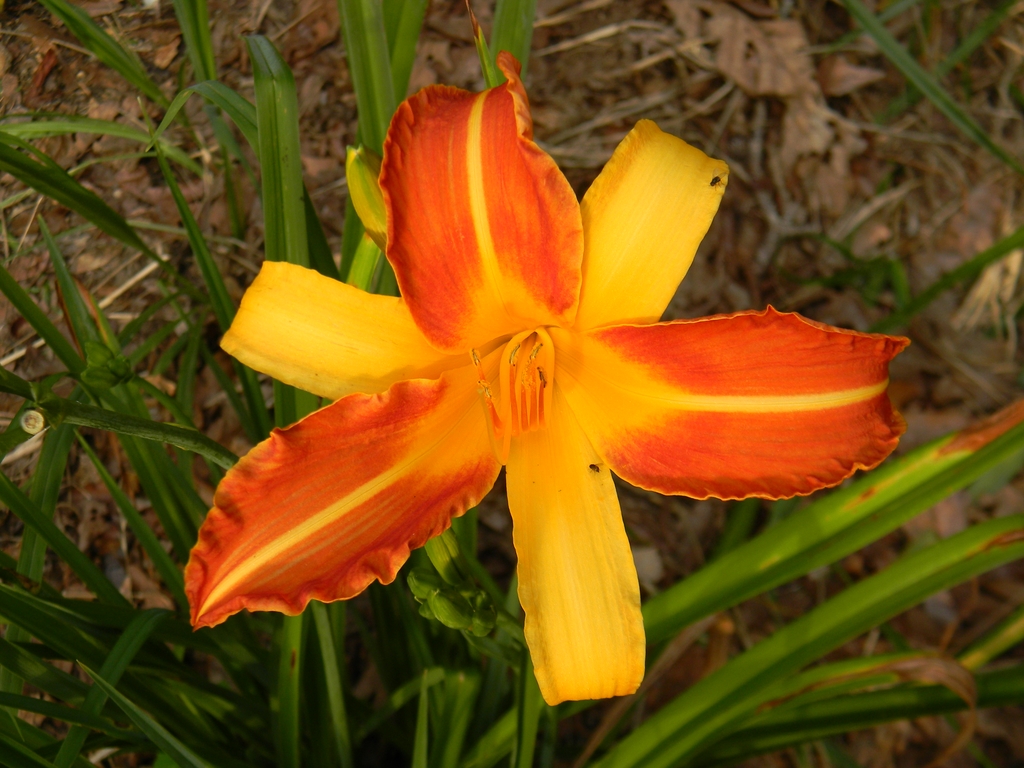 2 Toned Flower - Summer - Buncombe Co., NC