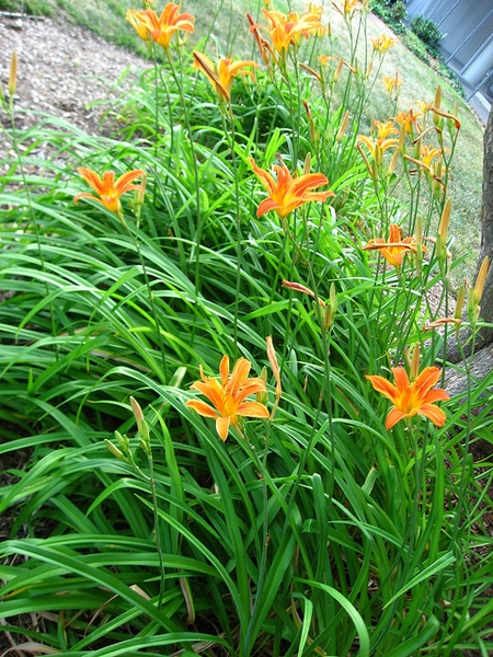 Hemerocalis fulva