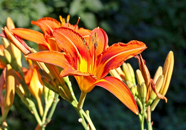 Hemerocalis fulva