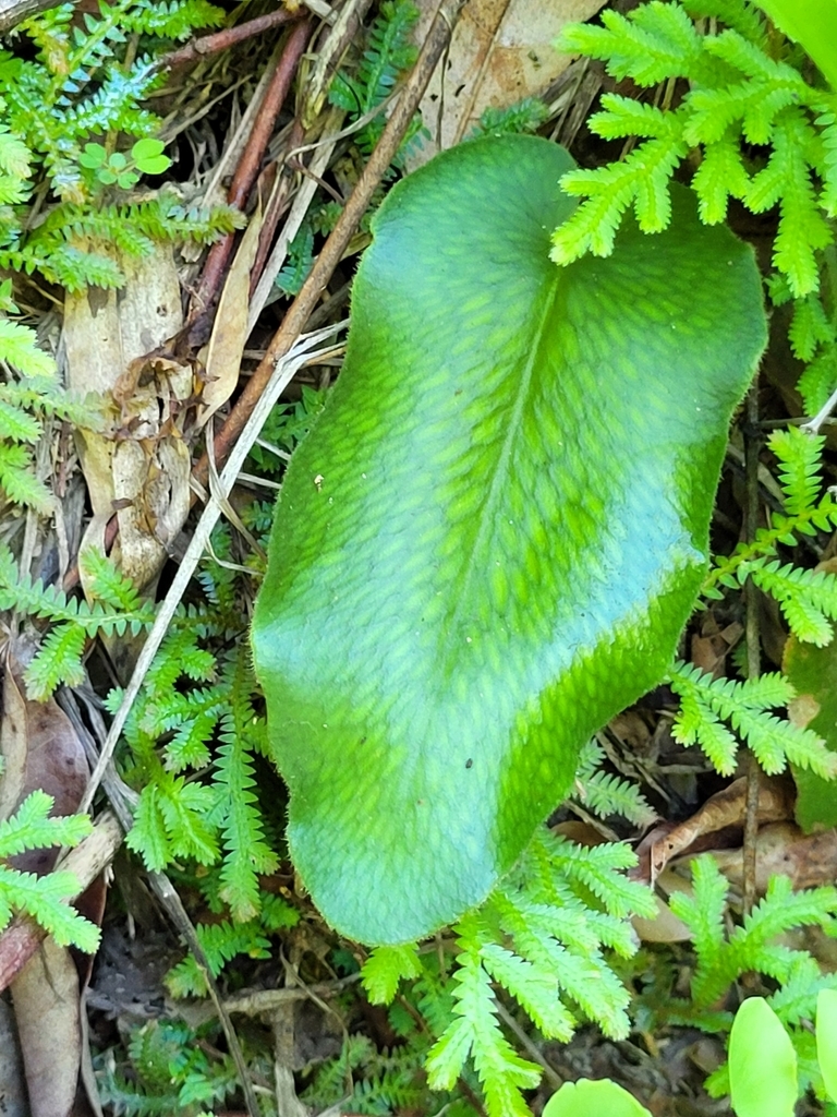 Leaf detail of a heart-shaped leaf