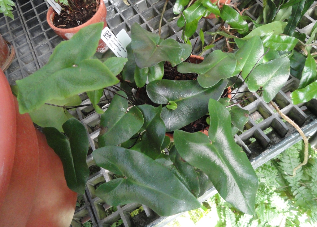 Gowing in a pot