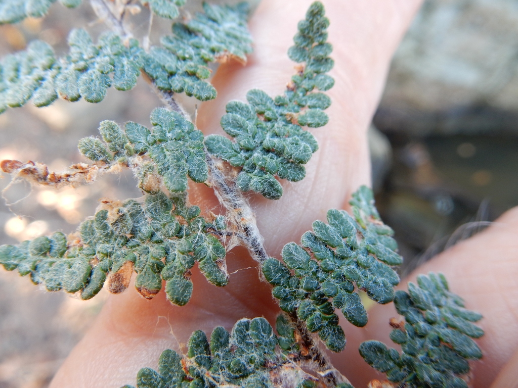 Closeup of fronds
