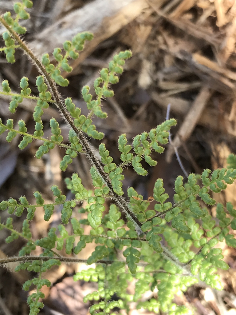 Leaves in spring