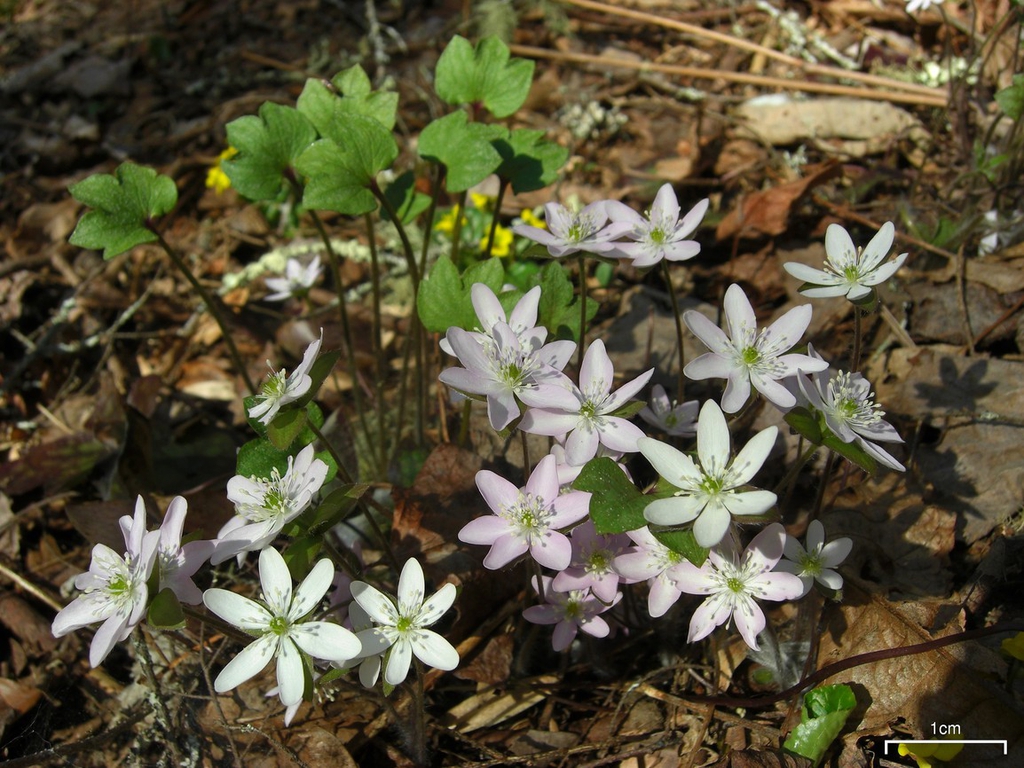 Form